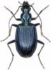 Anchomenus cyaneus